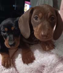 Dachshund  mini Male and female ready to go