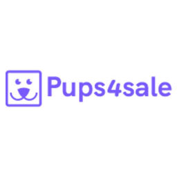 Purebred Cocker Spaniel Puppies
