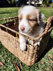 Purebred Australian Shepherd - 4 weeks old now 
