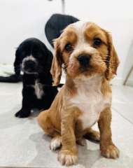 Cockalier puppies - Cocker Spaniel cross Cavalier