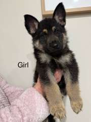 German shepherd puppies