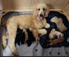 100% Standard Poodle Pups 