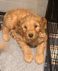 Groodle Puppies