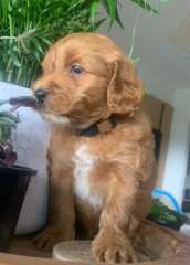 Beautiful Spoodles. Poodle X Cocker Spaniel