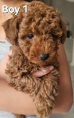 TOY POODLES