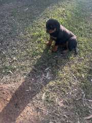 Purebred Rottweiler Female 