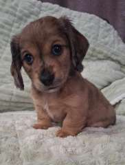Mini Longhaired Dachshund Puppy&#039;s
