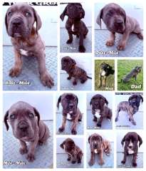 Cane Corso x Bull Mastiff puppies