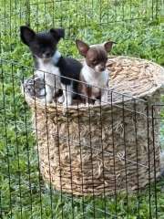 Awesome Chihuahua Puppies For Sale 