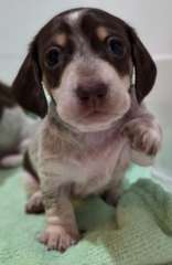 Adorable Miniature Dachshunds 