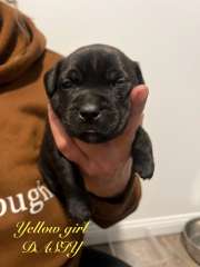 Purebreed English Staffy 