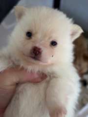 Pomeranian  x Jack Russell 
